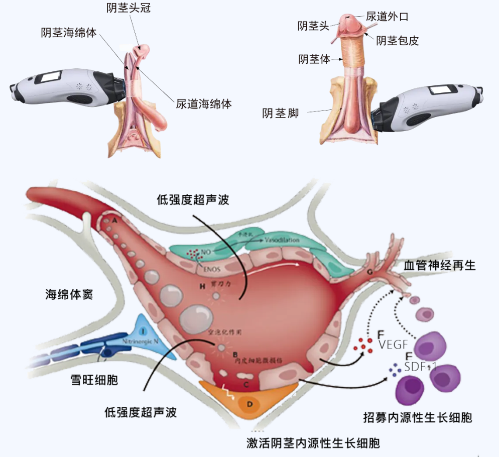 南昌首大医院-南昌男科医院-七月阳痿患者的福音